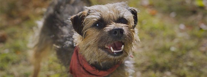 Strays: A Revenge Comedy About Dogs, For Adults image